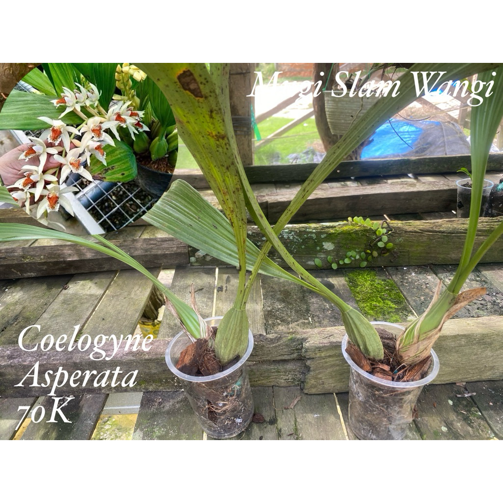 Anggrek Coelogyne Asperata