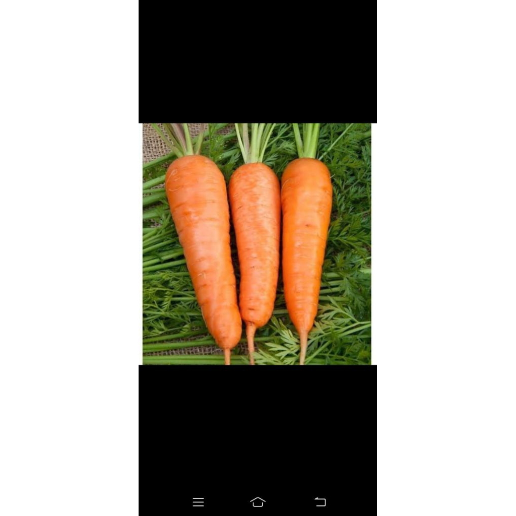 

wortel bom / jumbo 1kg