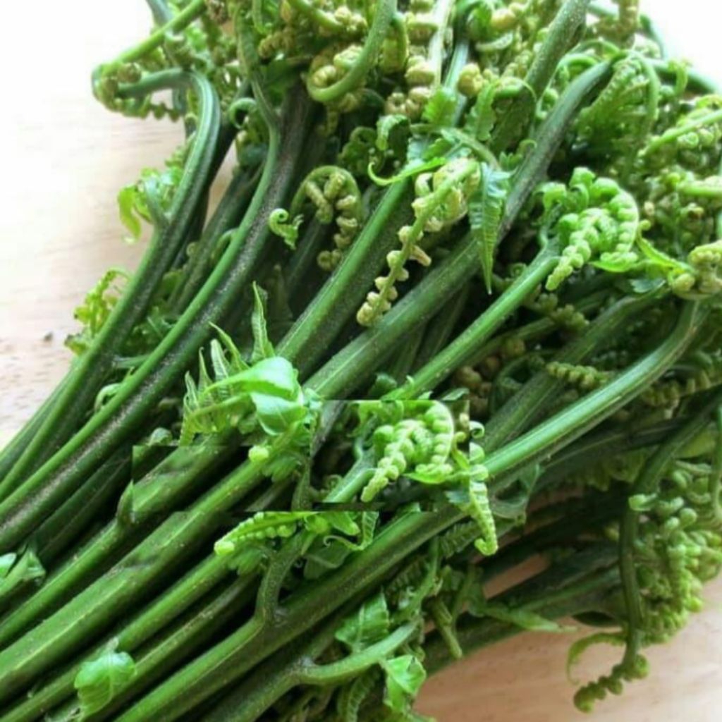 

Terlaris Daun sayur pakis segar per 1kg