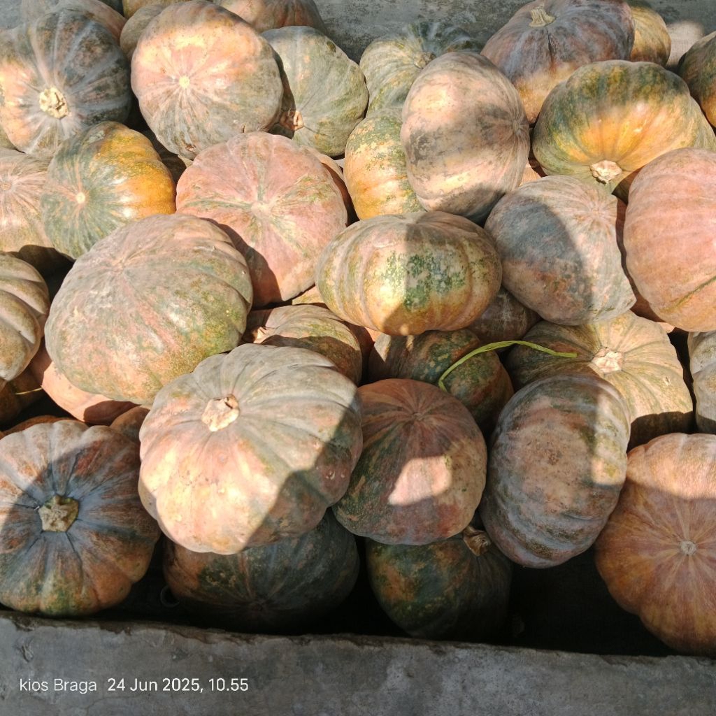 

Labu/Waluh perbuah berat 2kg