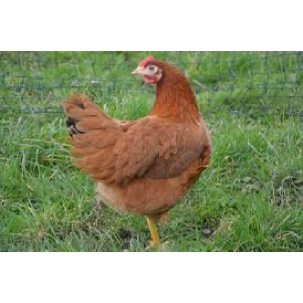 

TELUR FERTIL AYAM MERAWANG UNTUK DITETASKAN