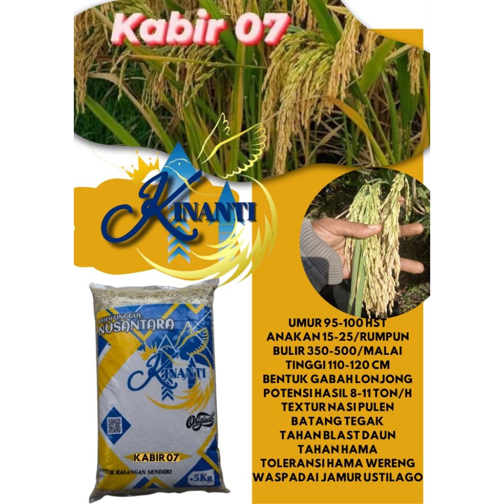 BENIH PADI KABIR 07 Kemasan 5 KG