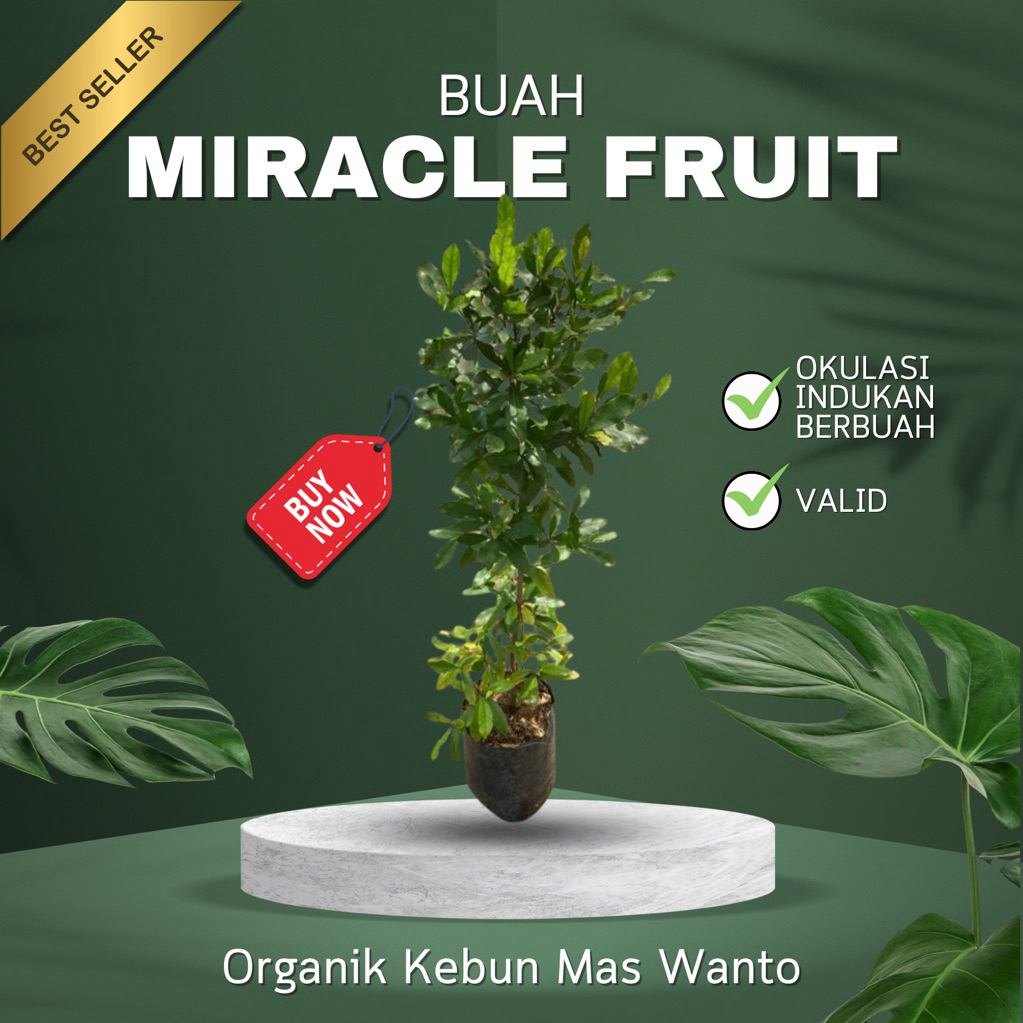BIBIT BUAH AJAIB MIRACLE FRUIT SUDAH BERBUAH ORIGINAL-BIBIT BUAH AJAIB MIRACLE FRUIT SUDAH BERBUUAH