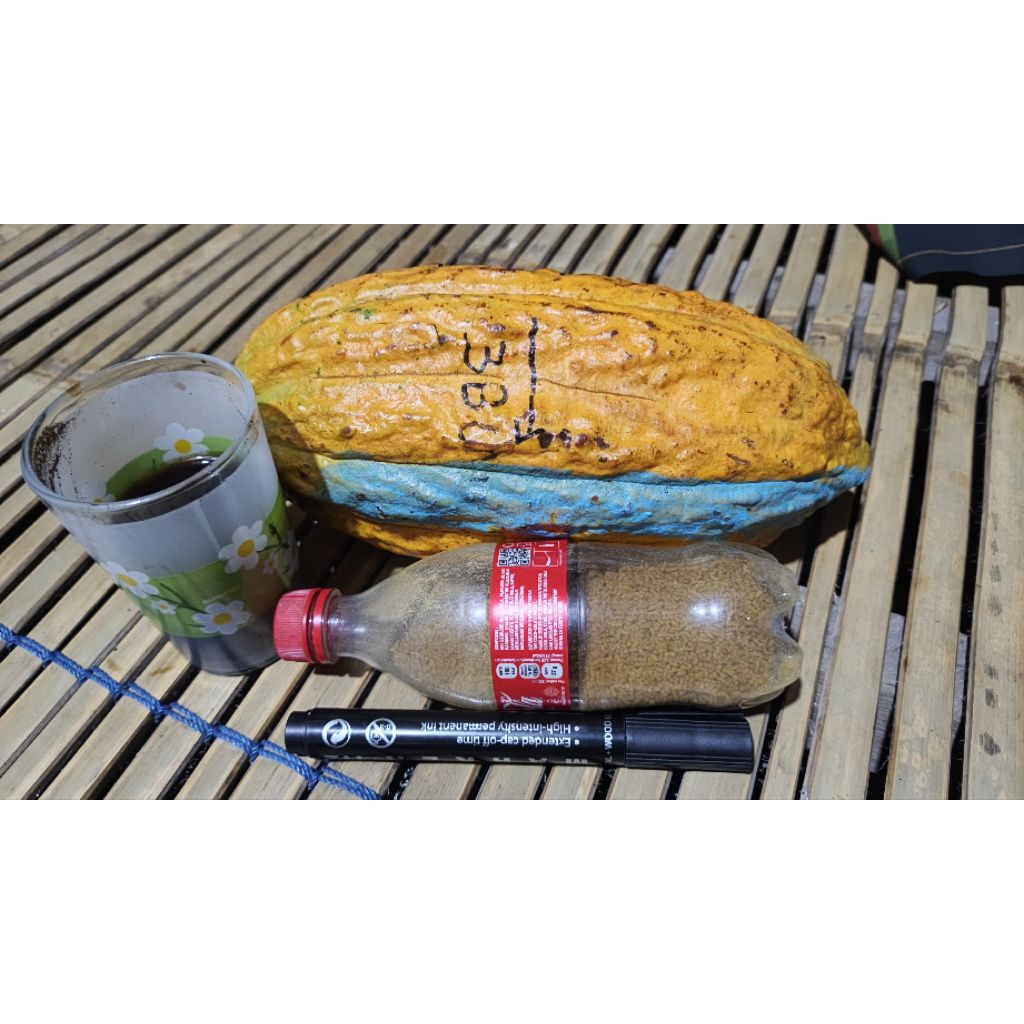 

Buah Kakao Ijo Kajuman. Cocok Untuk pembibitan. Petik langsung dari Pohonnya