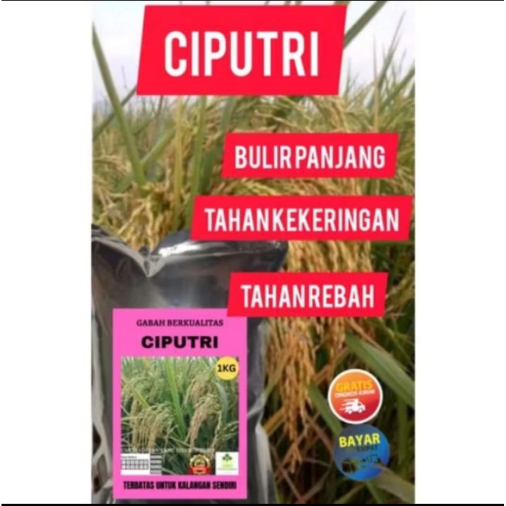 benih padi ciputri 1kg ciherang putri