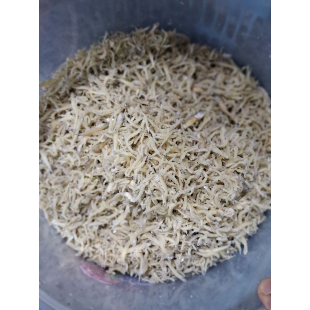 

IKAN ASIN TERI MEDAN