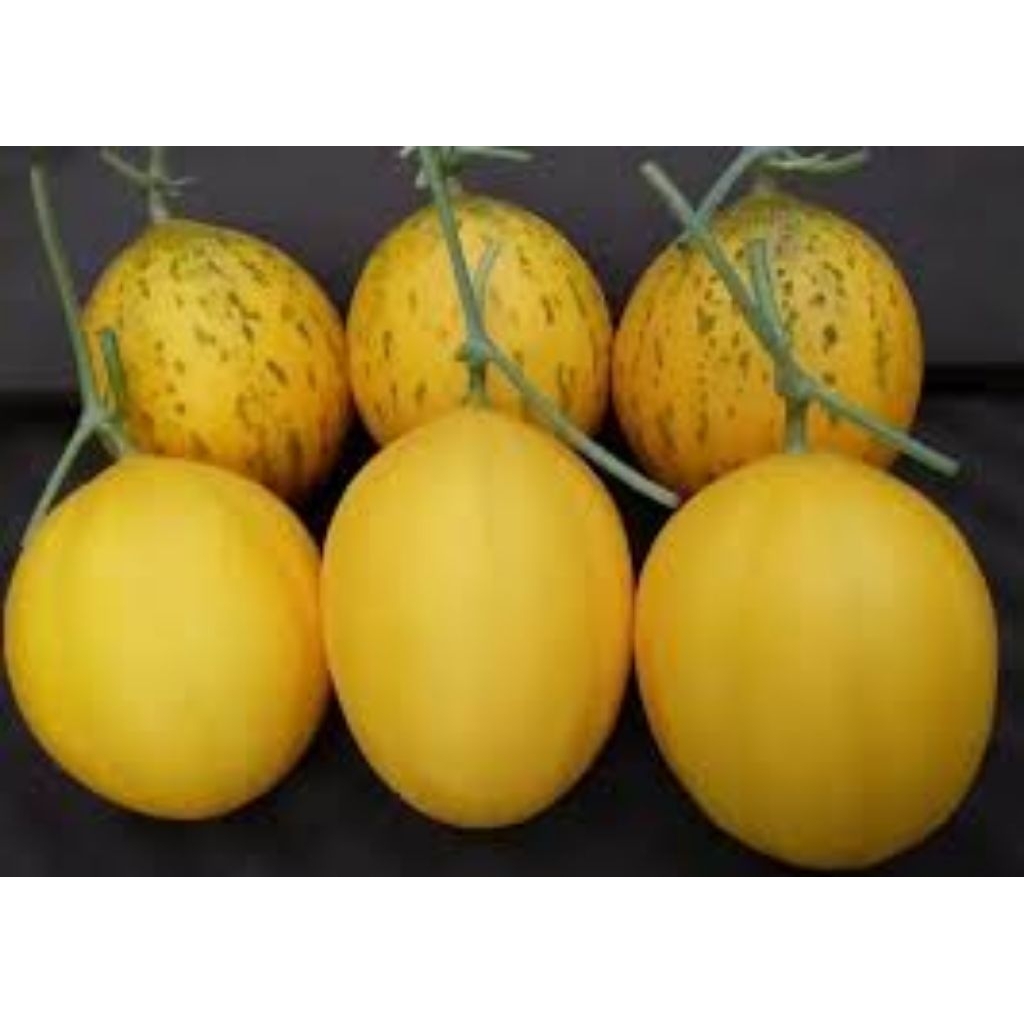 

buah melon lokal segar