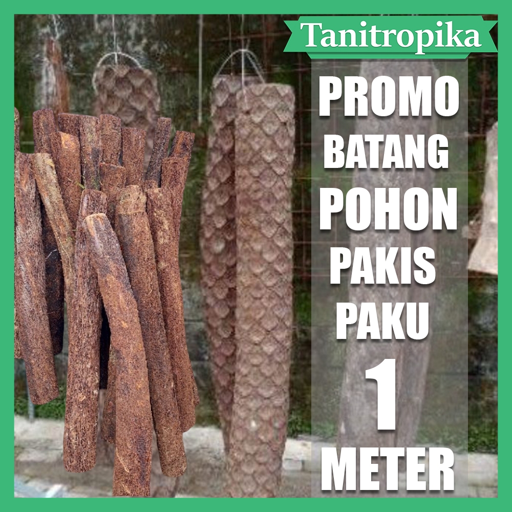 Batang Pohon Pakis paku Gantung 1 meter Untuk media tanam anggrek dan sejenisnya toko Tani tropika