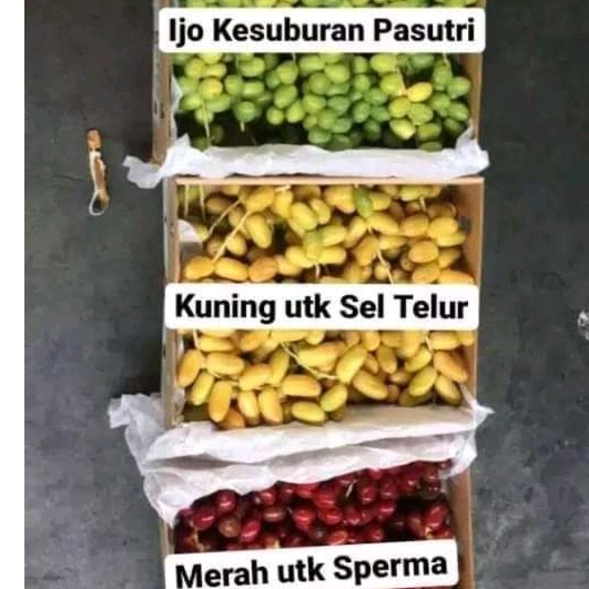 

Kurma Muda BARHEE mix 3 warna 1KG BONUS ZURIAT + Tespack kurma Kuning merah Hijau barhee promil termurah