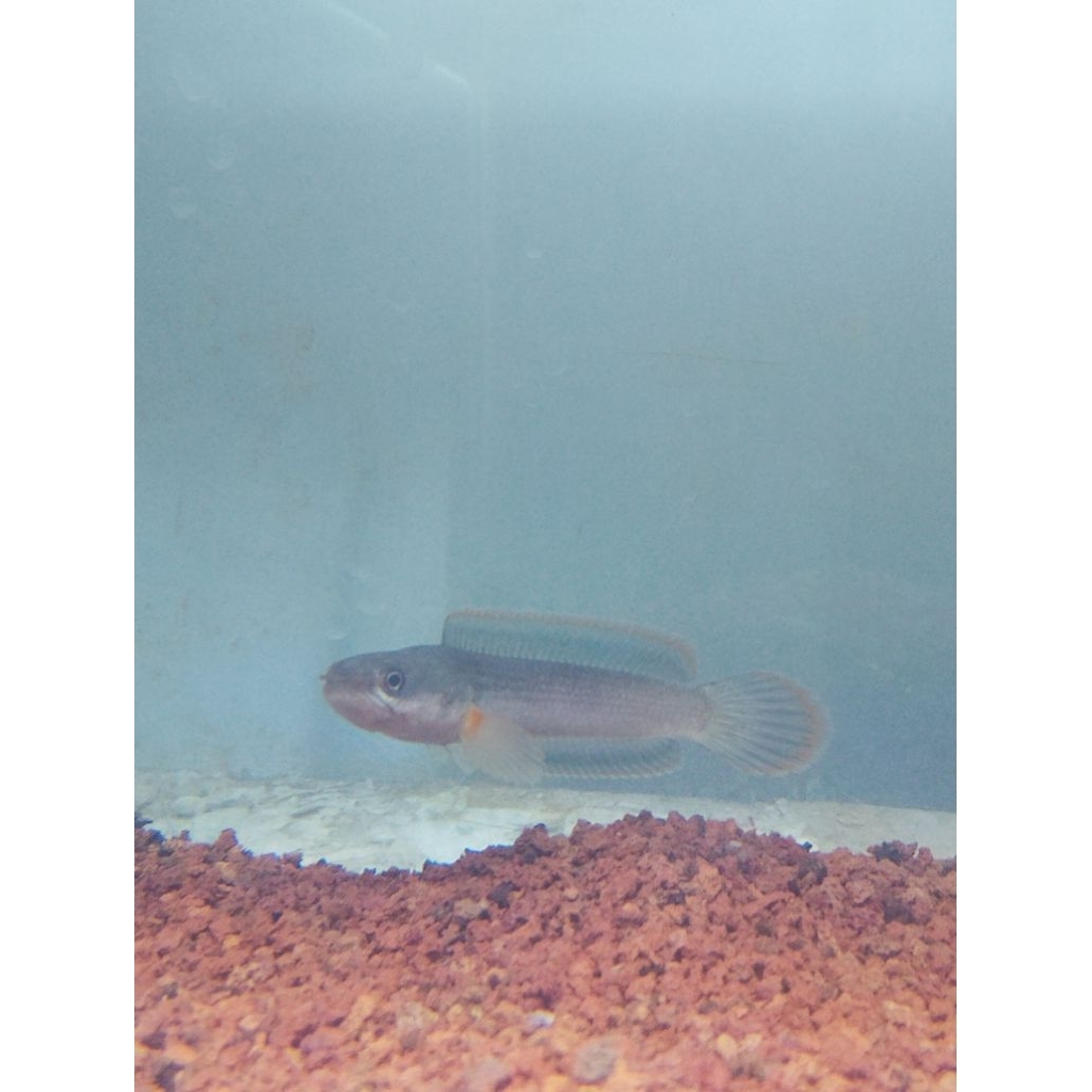 limbata golden strip 8cm