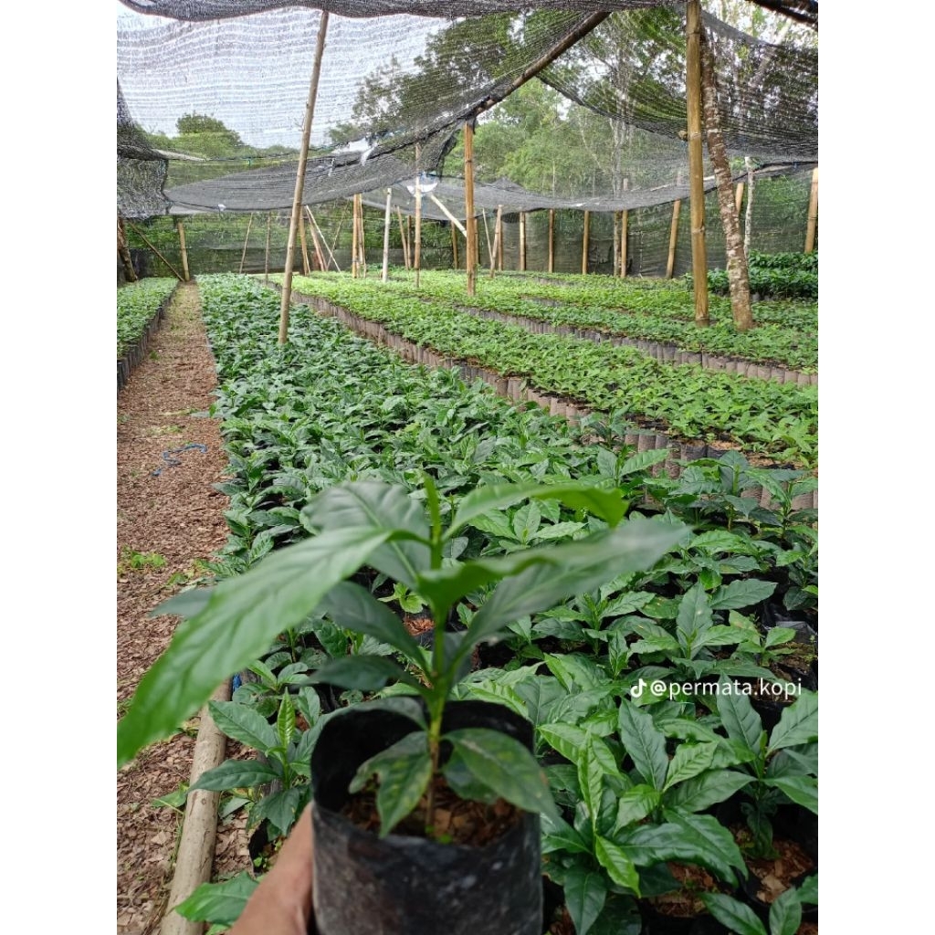 

20 bibt kopi arabika /4cm