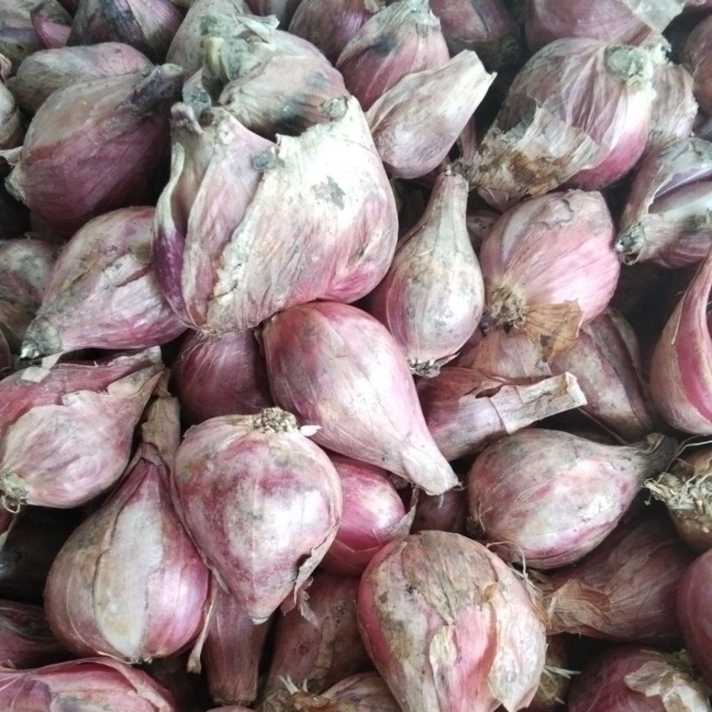 

Bawang Merah Lokal Besar 1 KG