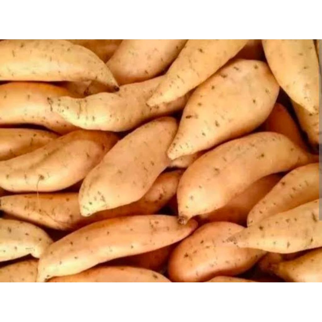 

Ubi Fresh 500gr - 1Kg