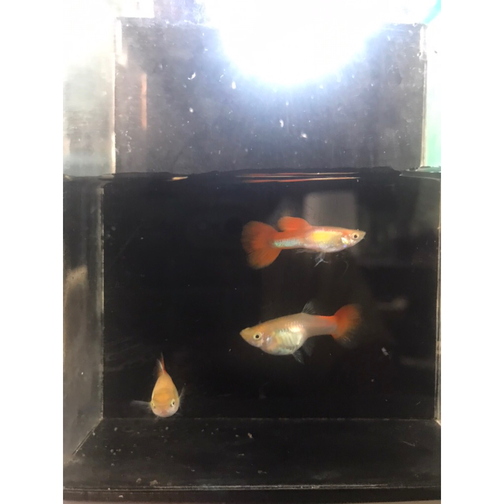 gantungan kunci Paket trio guppy red blonde 1 jantan 2 betina