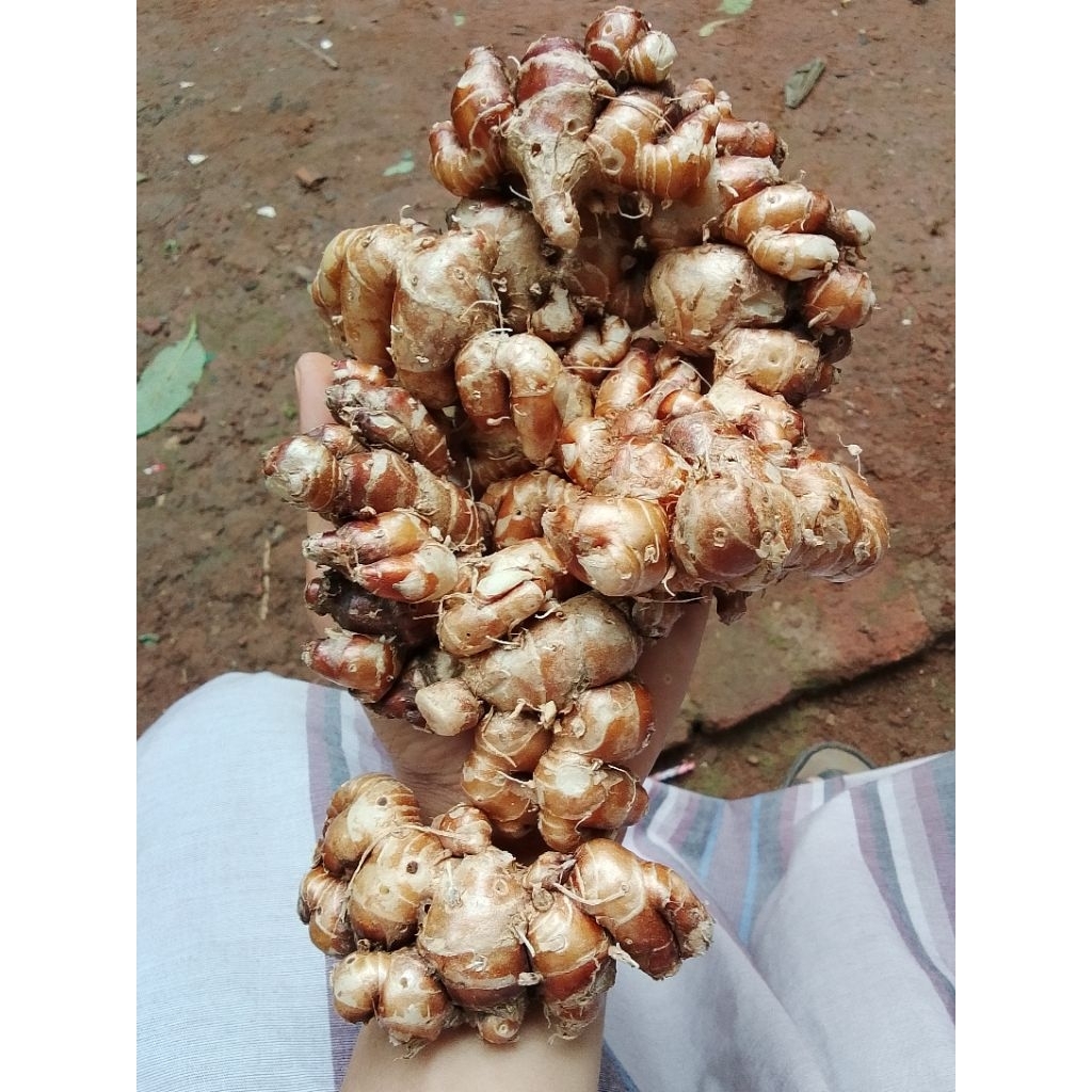 

1kg kencur segar wangi asli banten