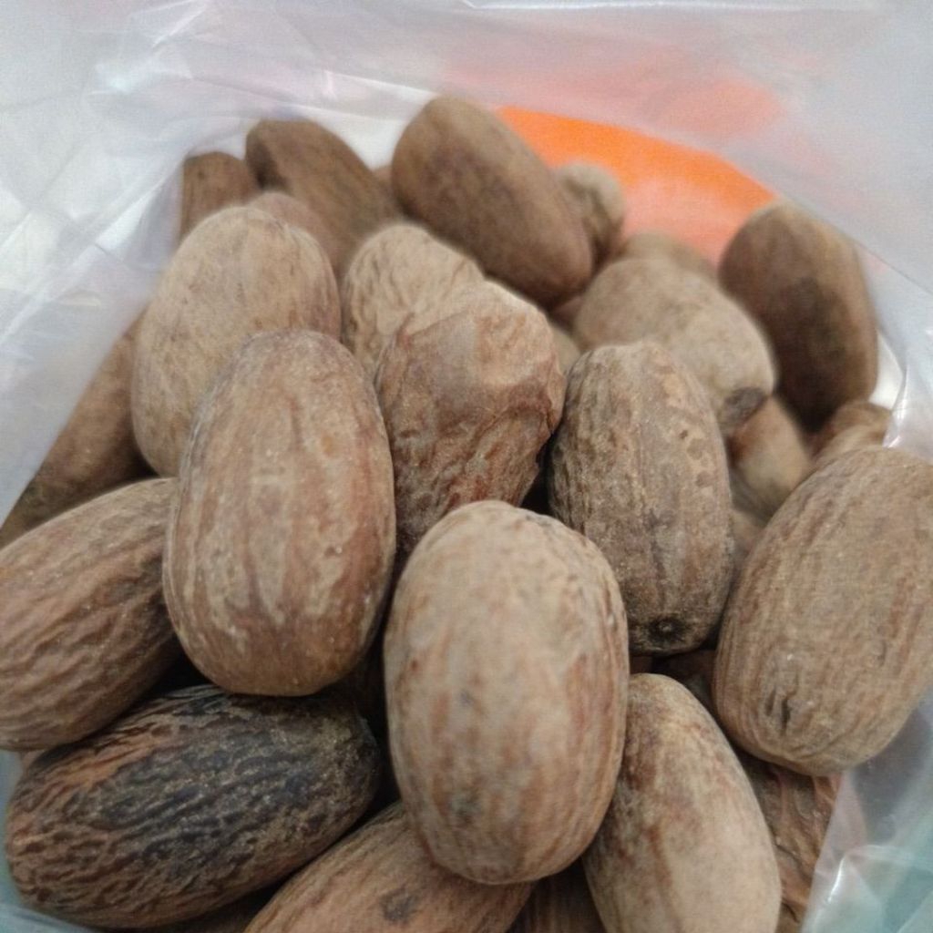 

Pala lonjong besar