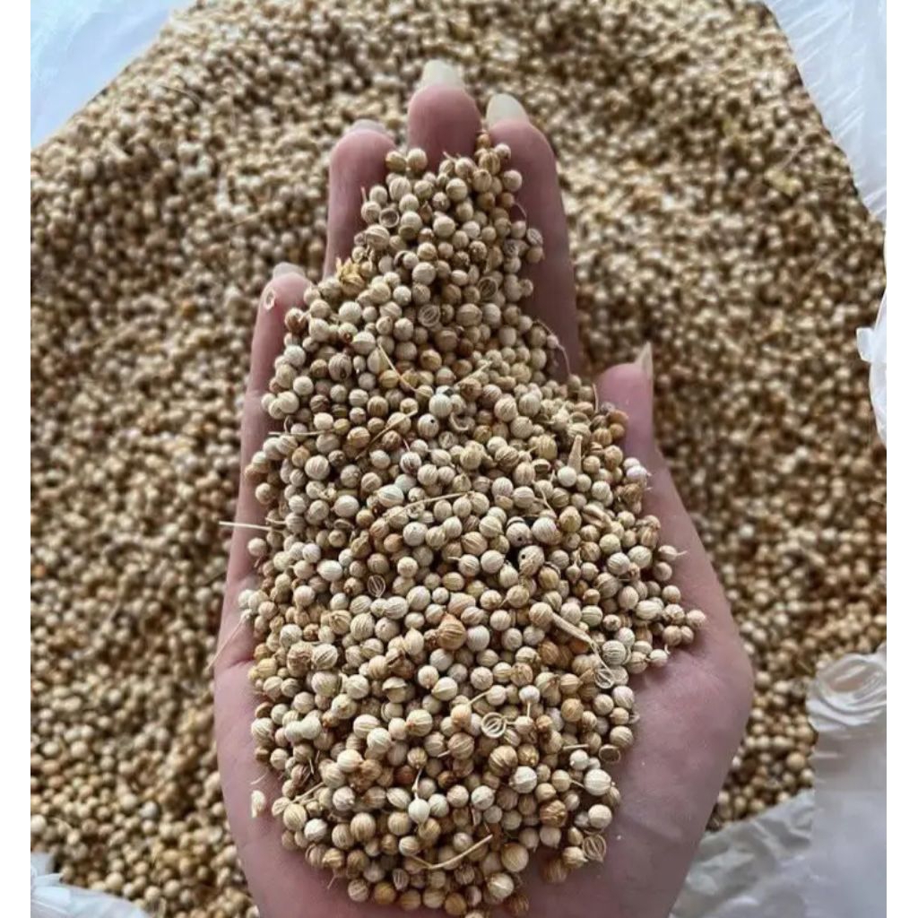 

Biji Ketumbar tumbar segar Fresh Kiloan 10gr - Aneka Bumbu Dapur