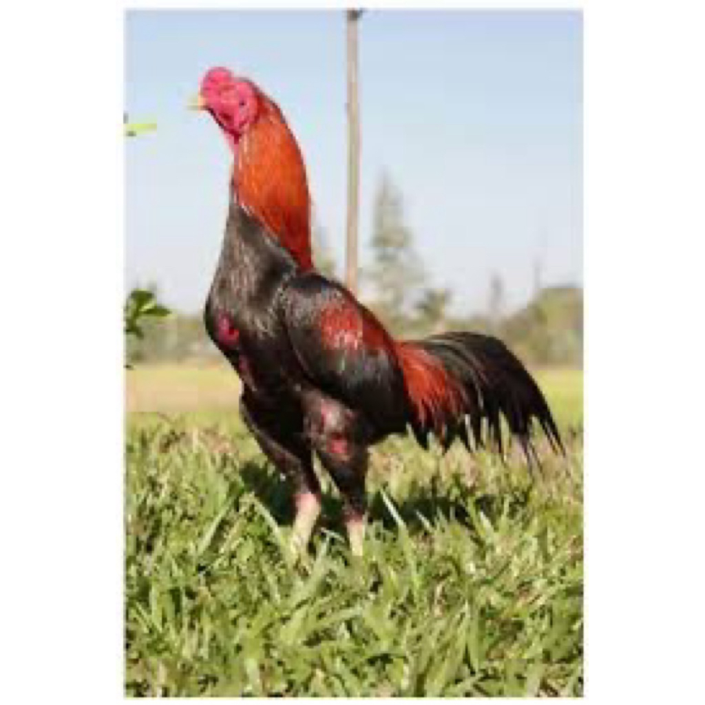 

TELUR FERTIL AYAM BANGKOK KLASIK UNTUK DITETASKAN