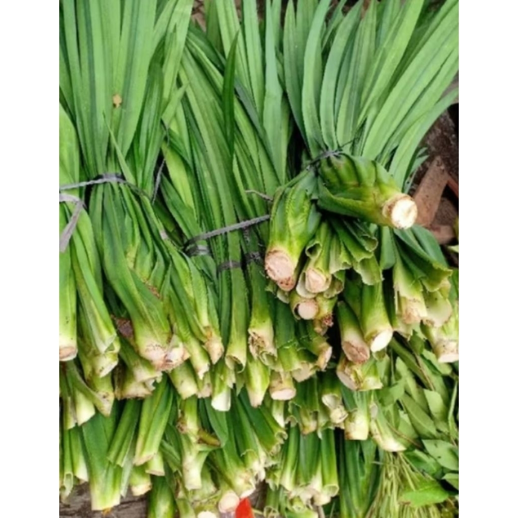 

Daun pandan wangi Fresh organik