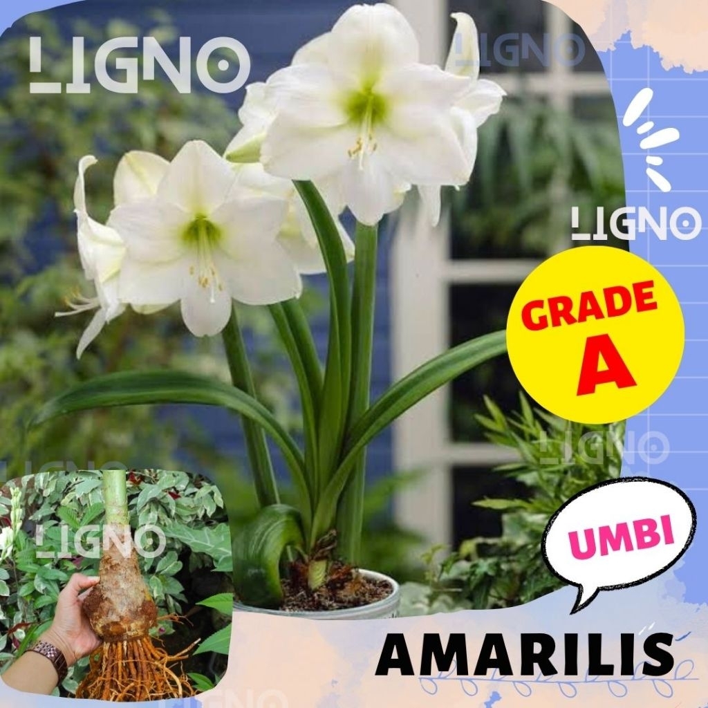 UMBI AMARILIS PUTIH Grade A Bibit Bunga Amaryllis White