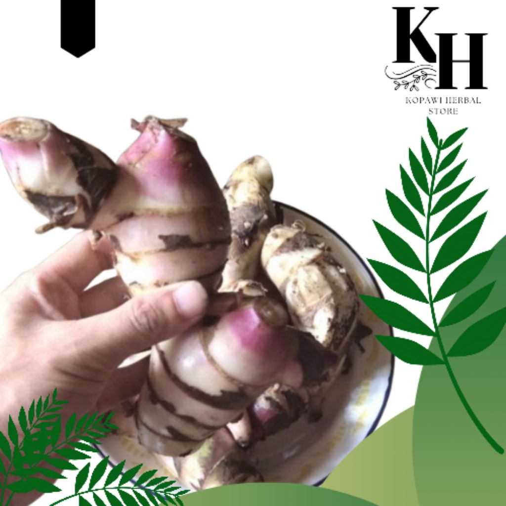 

Umbi Ganyong Segar – Kaya Serat & Mineral, Sehat untuk Jamu, Camilan & Bayi