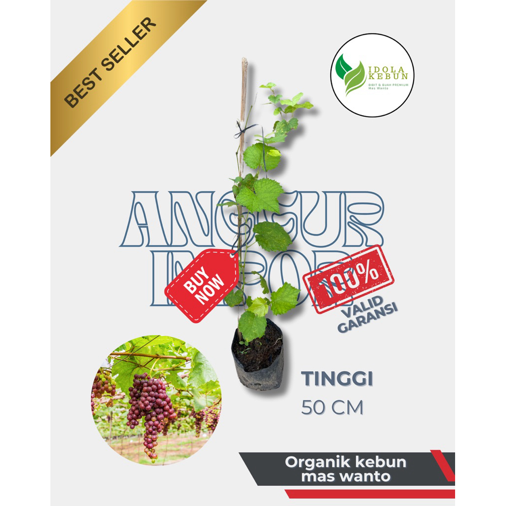 BIBIT BUAH ANGGUR ALL VARIETAS IMPOR-BIBIT ANGGUR IMPOR-BIBIT BUAH ANGGUR-BUAH ANGGUR IMPOR