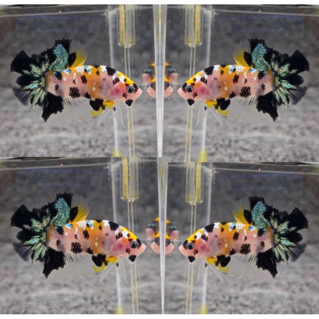 ikan cupang yellow koi copper bahanan