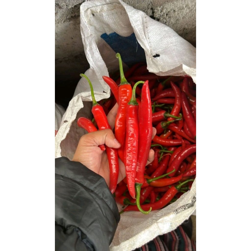 

cabe besar / lombok merah
