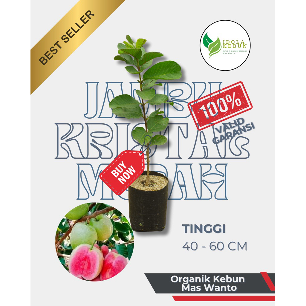 BIBIT JAMBU VARIETAS KRISTAL MERAH HASIL OKULASI-BIBIT JAMBU KRISTAL MERAH-BIBIT JAMBU KRISTAL