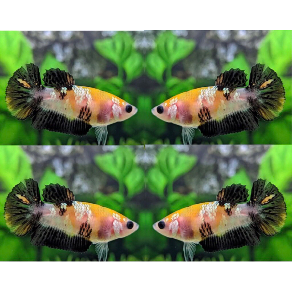 Bahan Yellow Koi Cooper Ikan cupang Betina Sehat