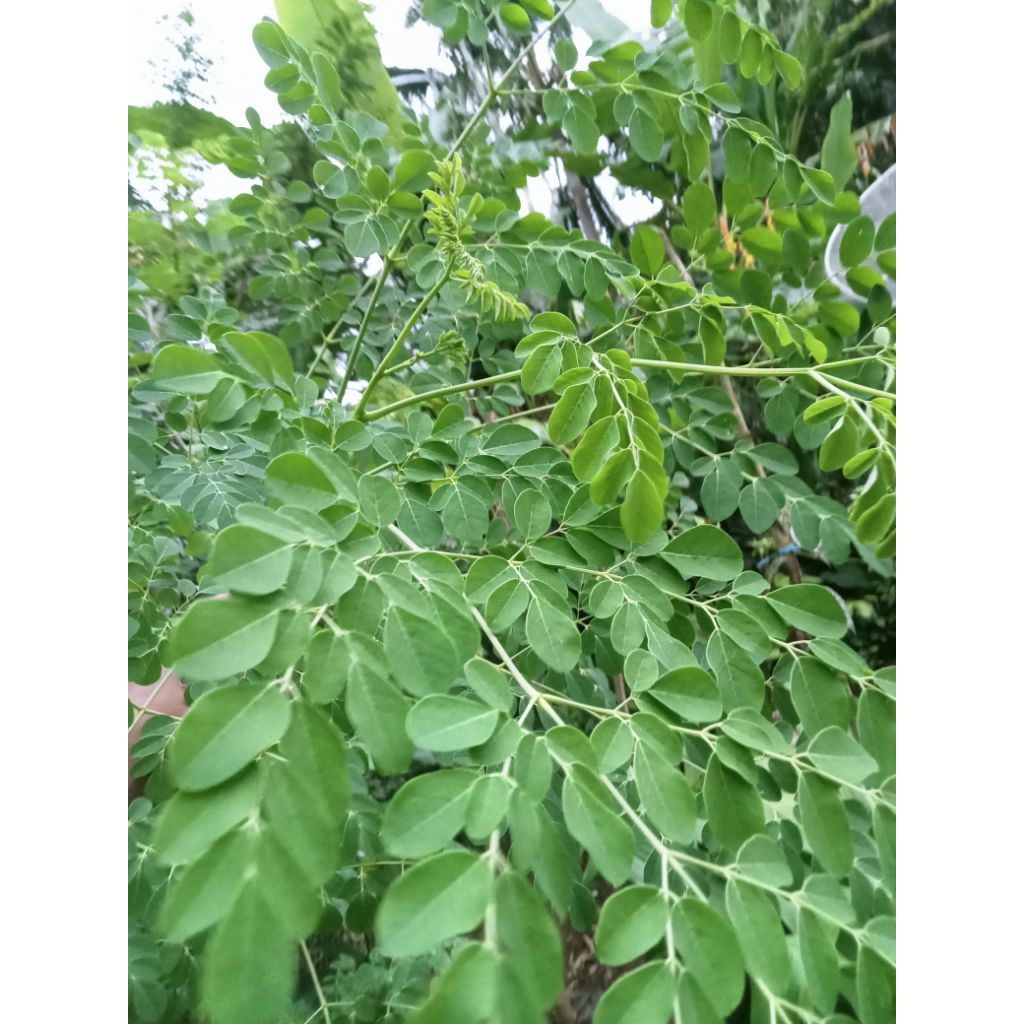 

Daun kelor segar per 200gram