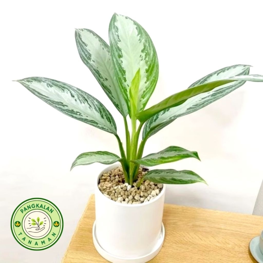 Tanaman Hias Aglonema Sifon / Blanceng Sifon Ukuran Besar 40-60 CM