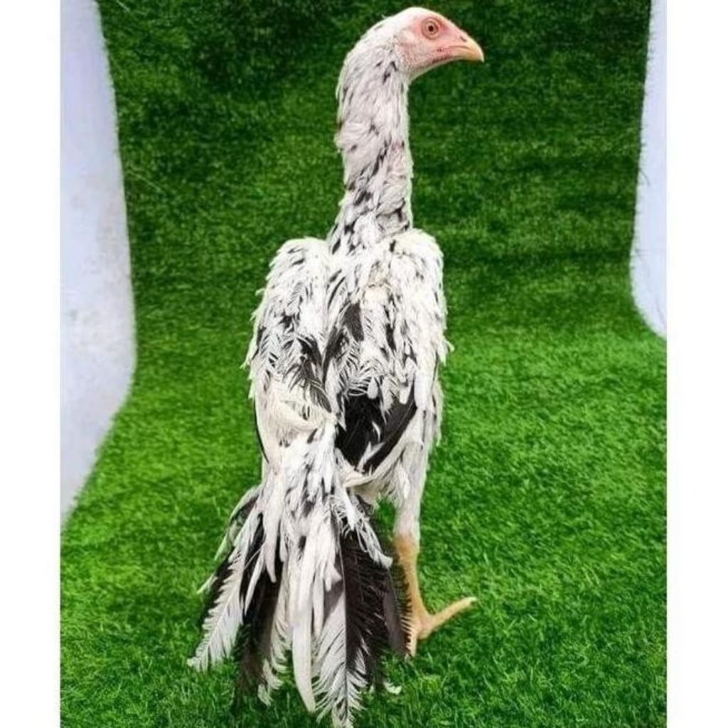 

Telur Tetas Ayam Ekor Lidi Fertil siap untuk ditetaskan