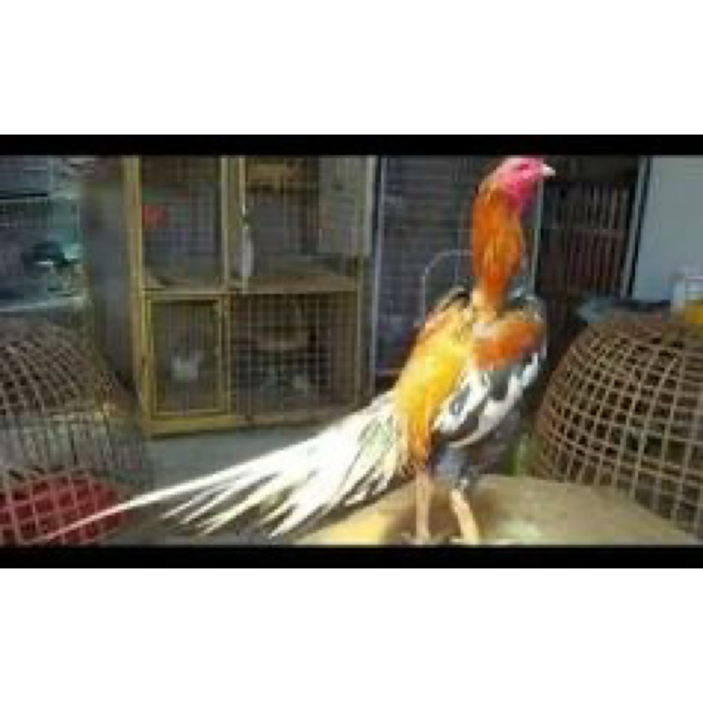 

TELUR FERTI AYAM HIAS EKOR LIDI UNTUK DITETASKAN