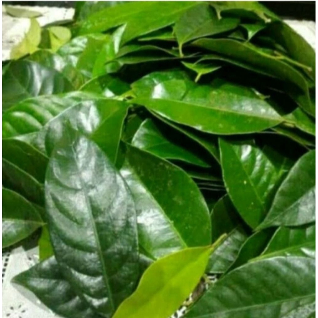 

daun pala segar 250grm