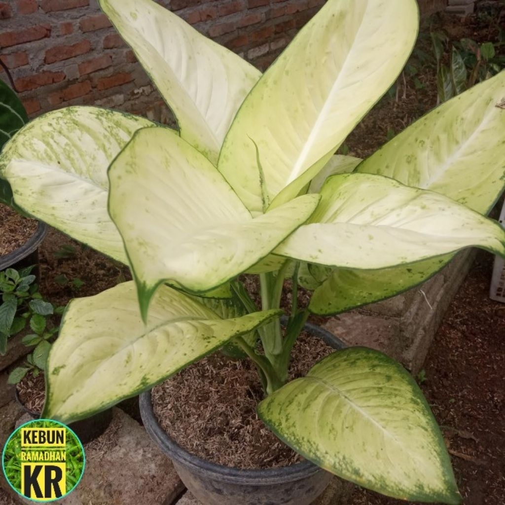 TANAMANHIAS [BISA COD] AGLONEMA DIFEN WHITE  HARMONI RIMBUN