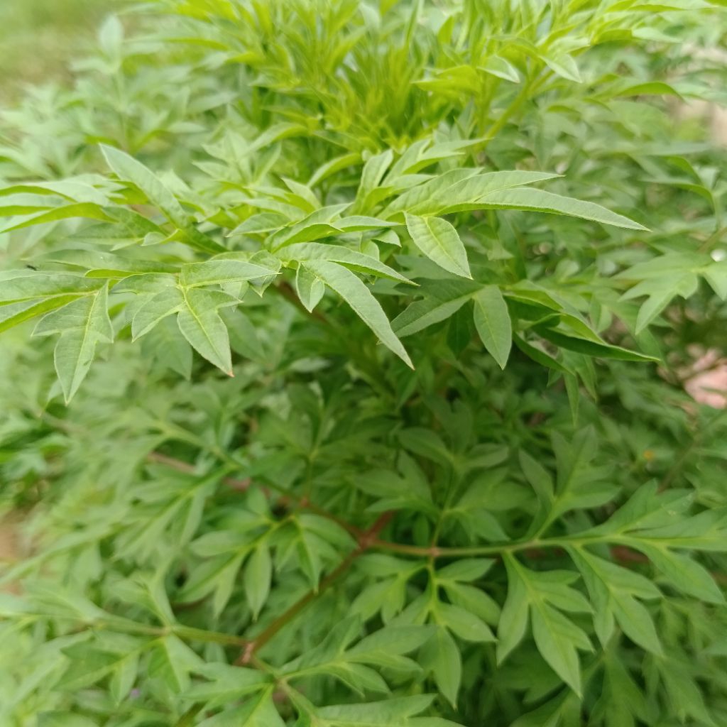 

Daun Kenikir Segar Dadakan Isi 250 Gram