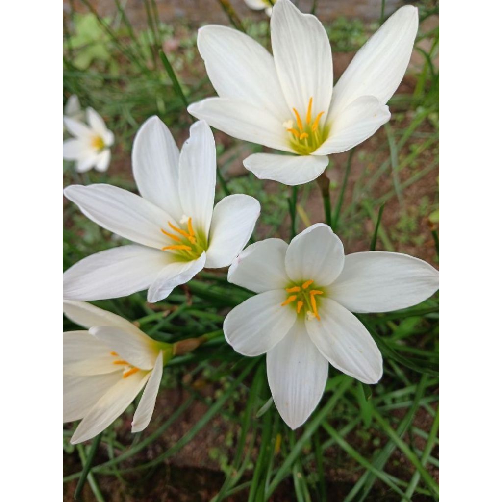 Tanaman Hias Kucai Tulip Putih/bibit pohon hias tulip bunga putih