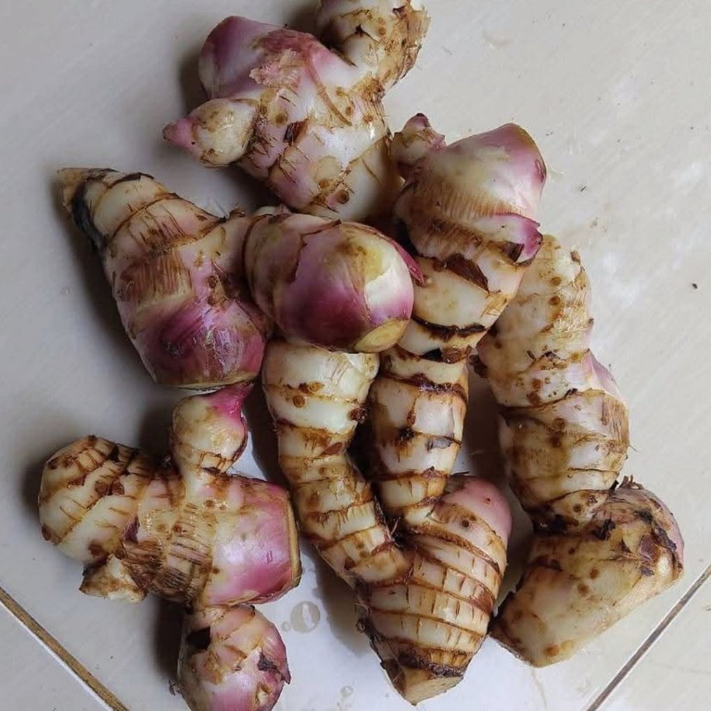 

( 1 Kg) Ganyong / Umbi ganyong / Ubi Jengklong / Jangklong enak & GARANSI