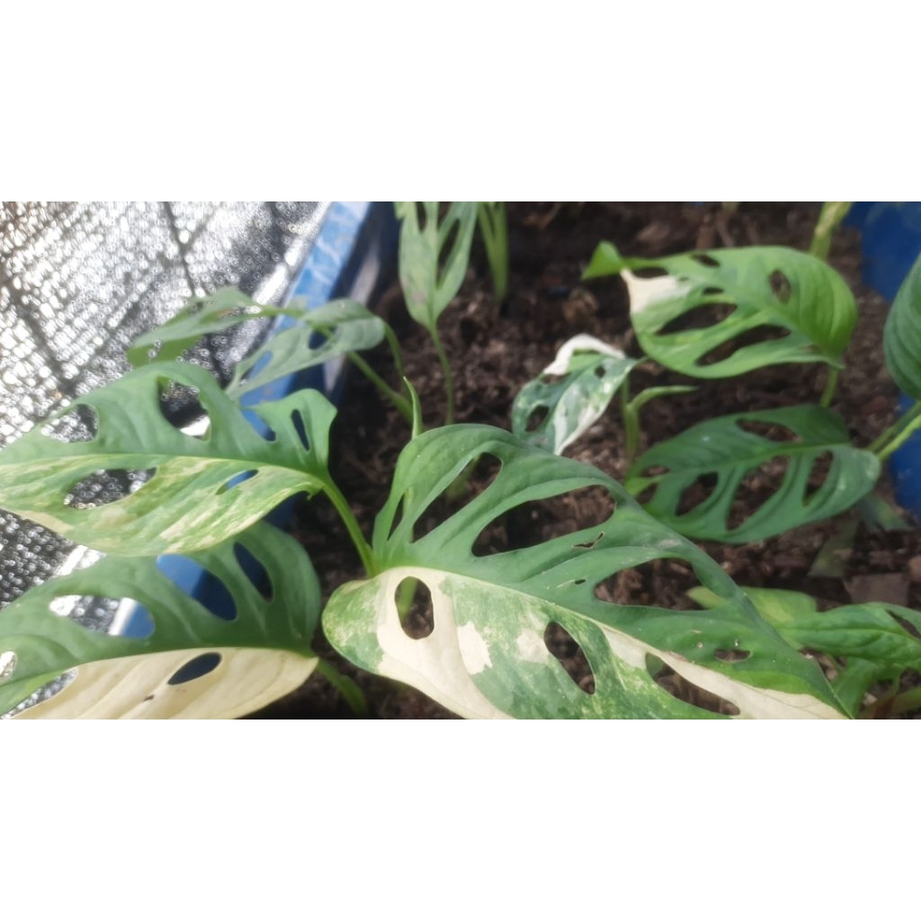 janbol acuminata jandabolong varigata  janbol varigata