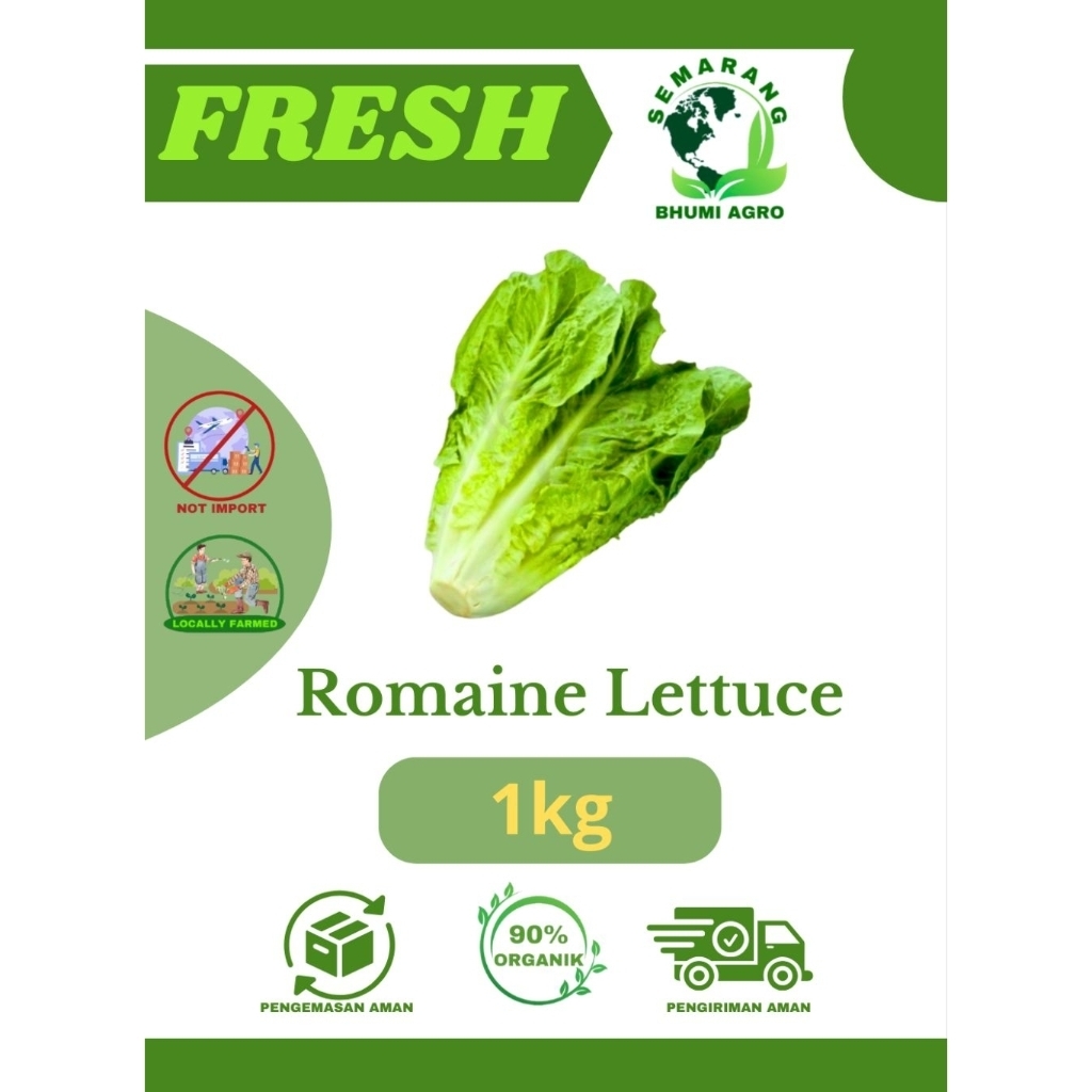 

Romaine Lettuce/ Selada Romen/ Sayur Romen Segar & Organik – 1kg | BHUMI AGRO