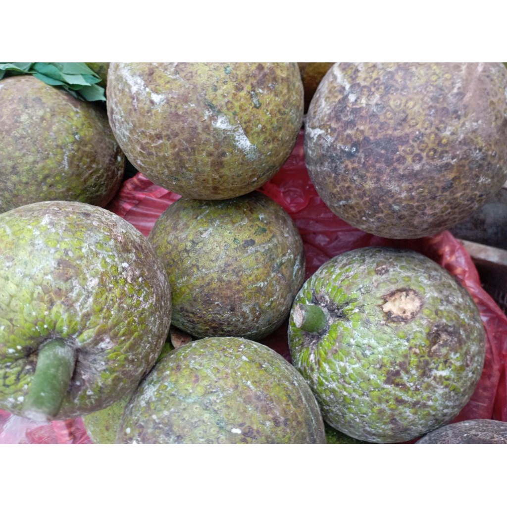 

Buah Sokon Sukun Bulat Mentah