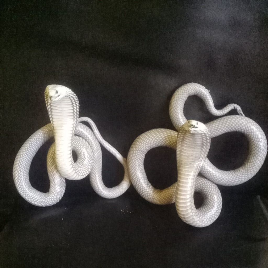 opsetan/patung ular cobra asli untuk di dinding