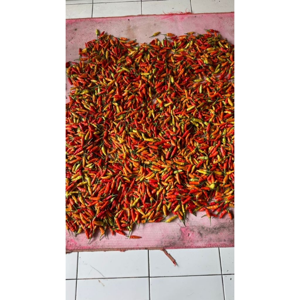 

200 gram cabe rawit merah jenis ori 212 /kaliber pedas dan taham banting fress ,petik langsung kirim!!