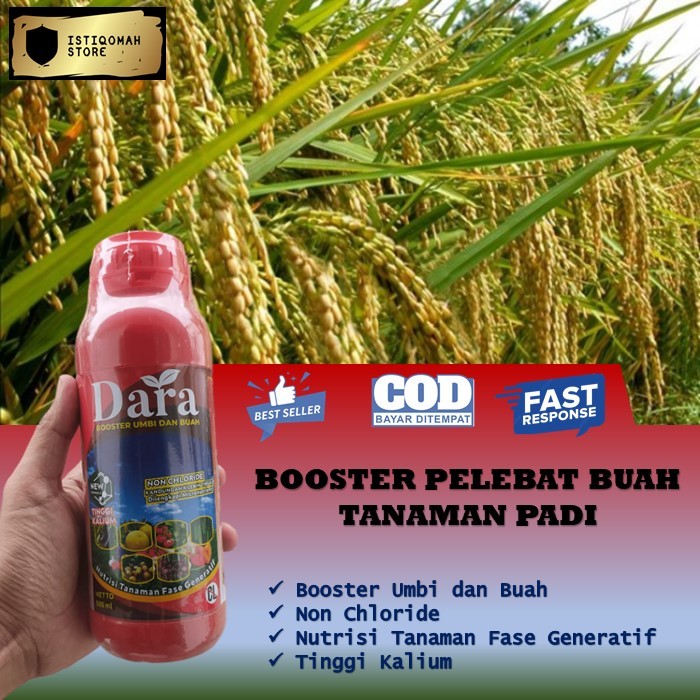 PROMO Pupuk Booster Buah Padi DARA 500ML Obat Pengisian Bulir Padi - Obat Bulir Buah Padi - Obat Pad