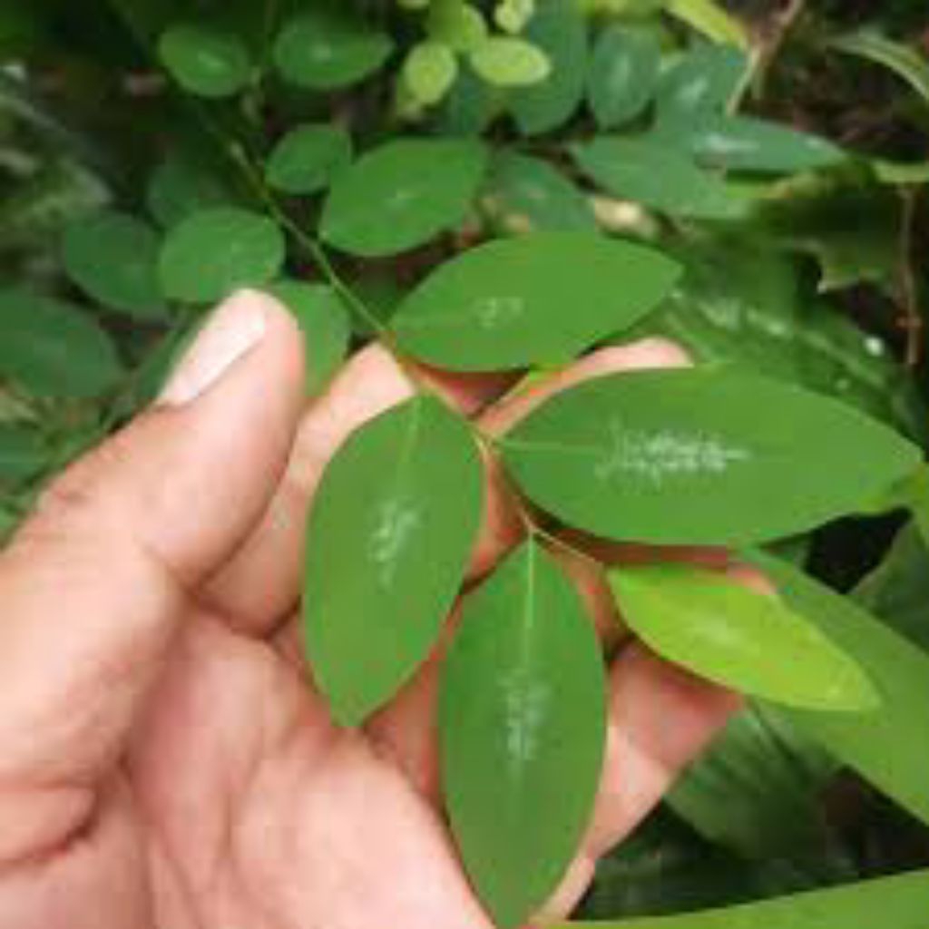 

Kayu manis