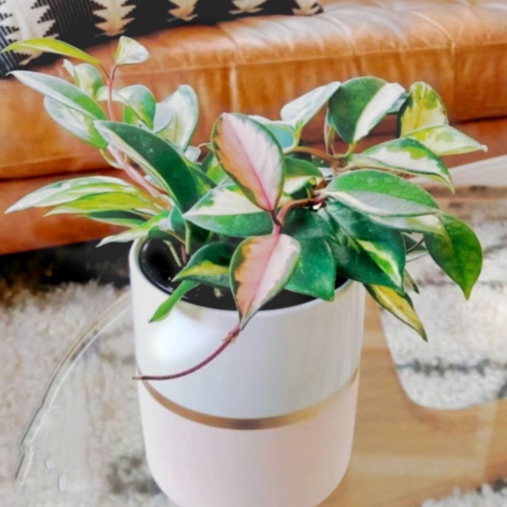 Tanaman Hias Hoya Carnosa Tricolor (HOYA VARIEGATA)