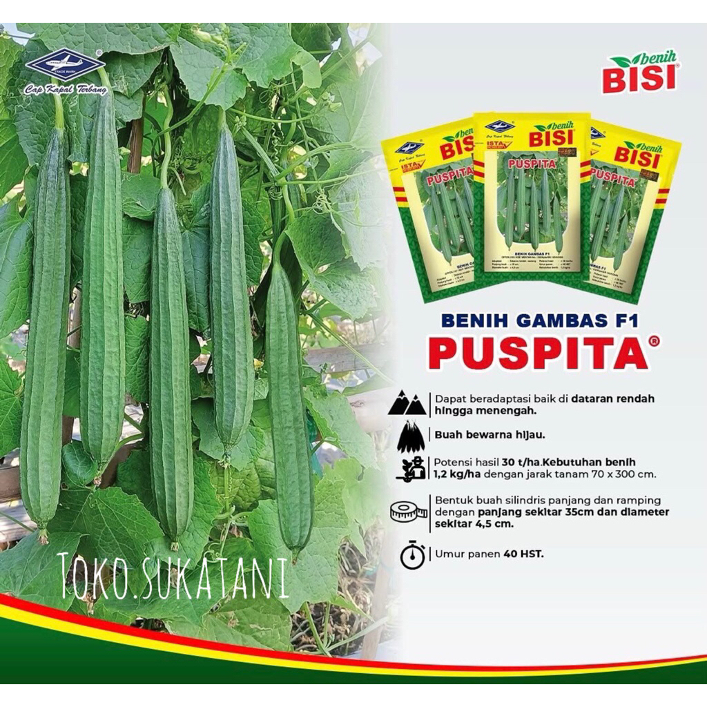 BENIH BIBIT GAMBAS OYONG PUSPITA F1 10 GRAM CAP KAPAL TERBANG