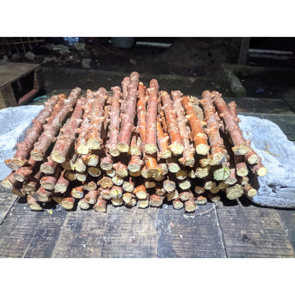 

bibit singkong mentega 10 batang 20 cm