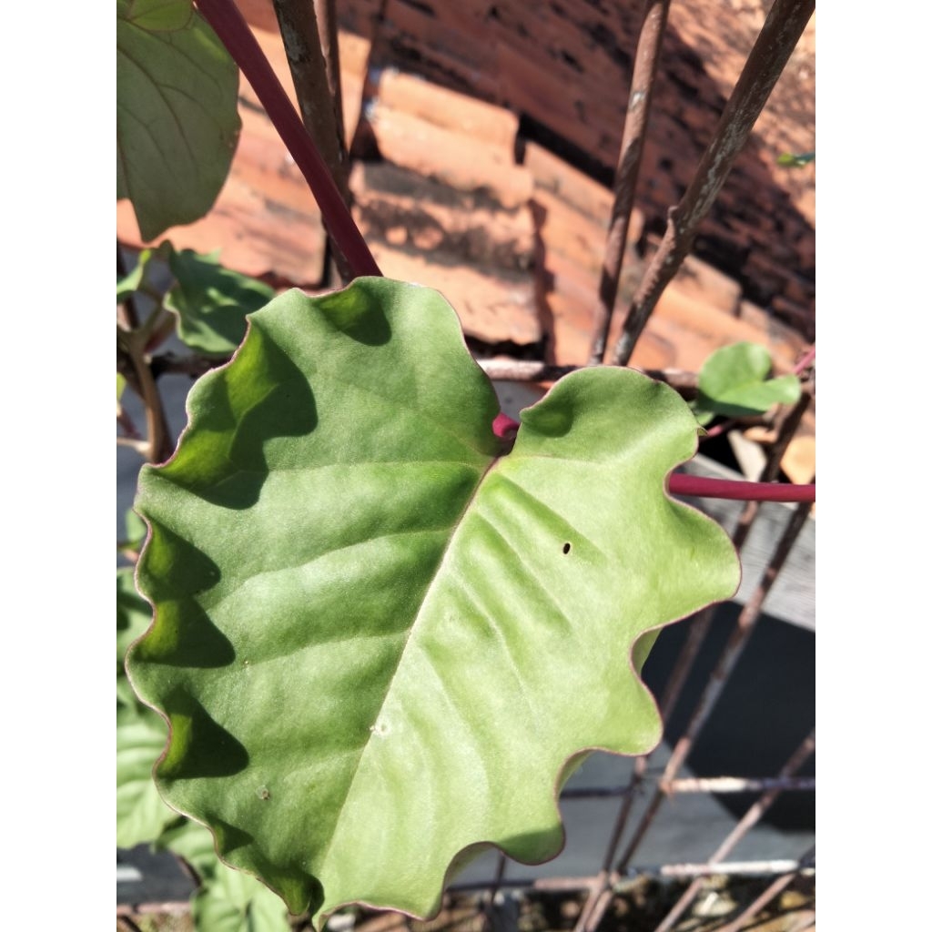 

DAUN MINAHONG/DAUN BINAHONG/DAUN HERBAL/TANAMAN HERBAL 250gr